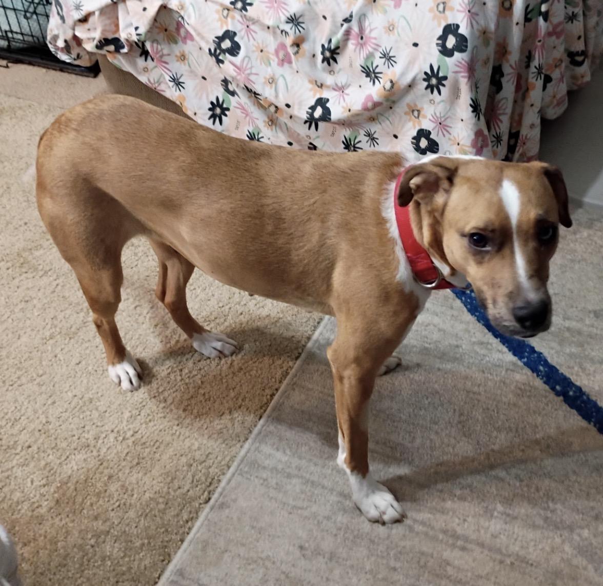 Shaylee, ADOPTABLE, Adult Female Mixed Breed.