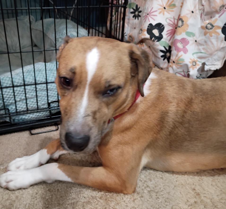 Enlarge Shaylee, a ADOPTABLE Mixed Breed in Maineville, OH image 2/2