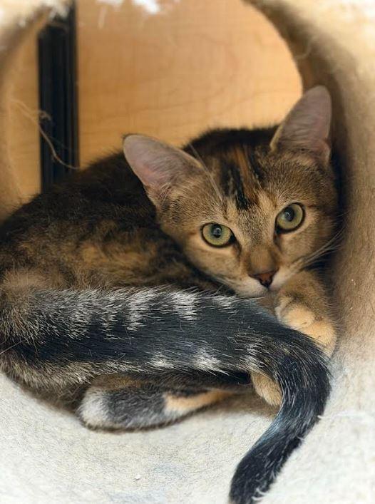 Enlarge Little Rascal, a Adoptable Domestic Short Hair in Keswick, ON image 1/3