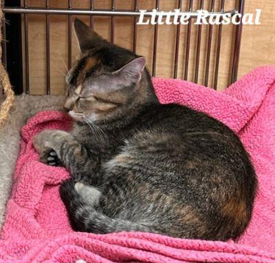 Enlarge Little Rascal, a Adoptable Domestic Short Hair in Keswick, ON image 2/3