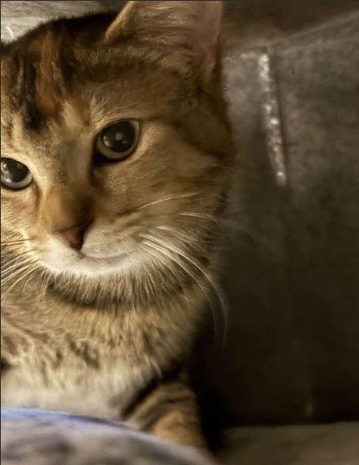 Enlarge Little Rascal, a Adoptable Domestic Short Hair in Keswick, ON image 3/3