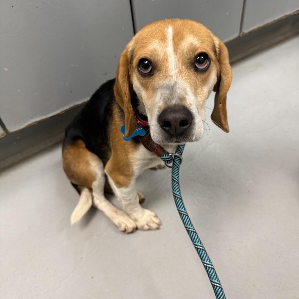 Champ, Adoptable, Adult Male Beagle.