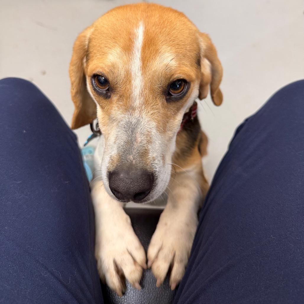 Enlarge Champ, a Adoptable Beagle in Troy, VA image 2/2