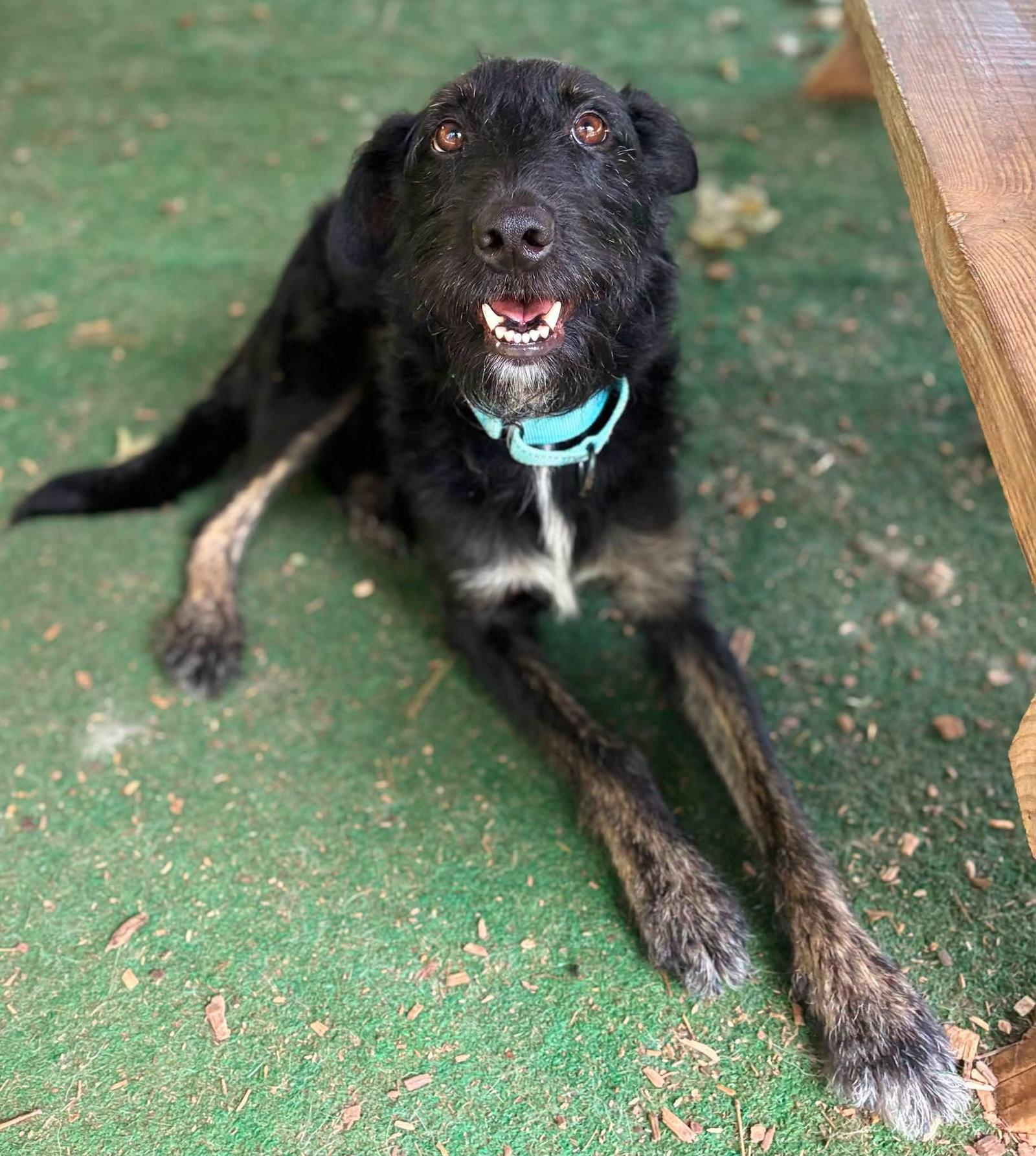 Mary, Adoptable, Adult Female Schnauzer.