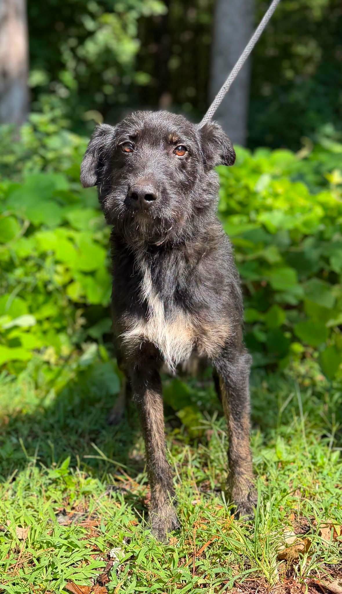 Enlarge Mary, a Adoptable Schnauzer in Clarkesville, GA image 2/2