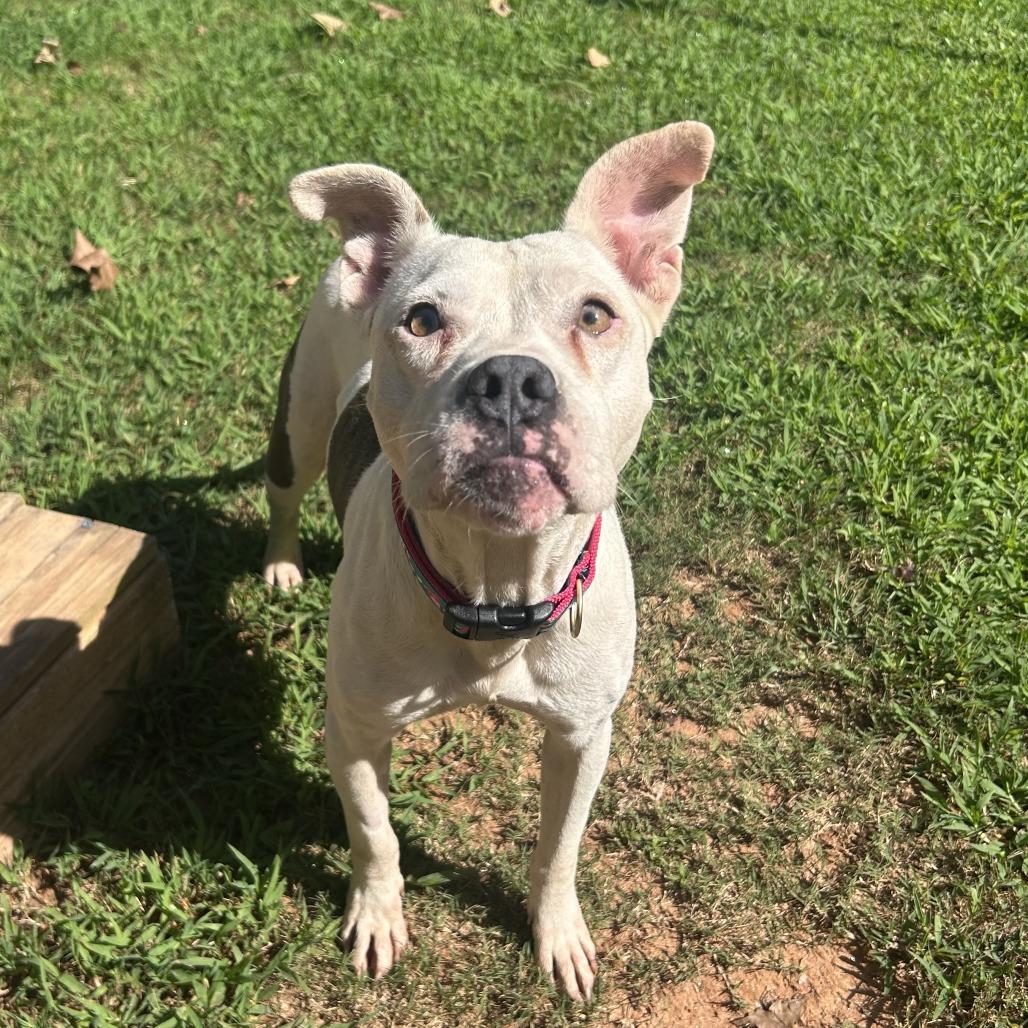 Annie, Adoptable, Adult Female Mixed Breed.