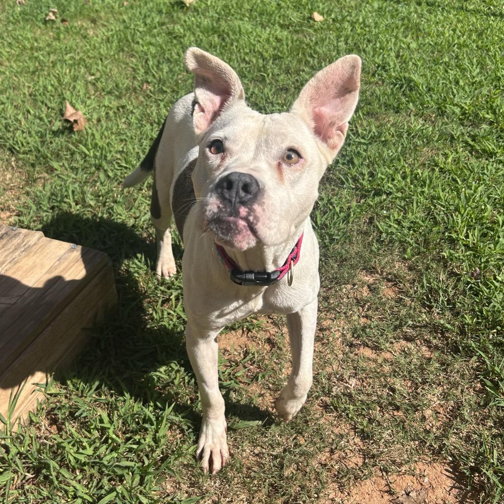 Enlarge Annie, a Adoptable Mixed Breed in Auburn, AL image 2/6