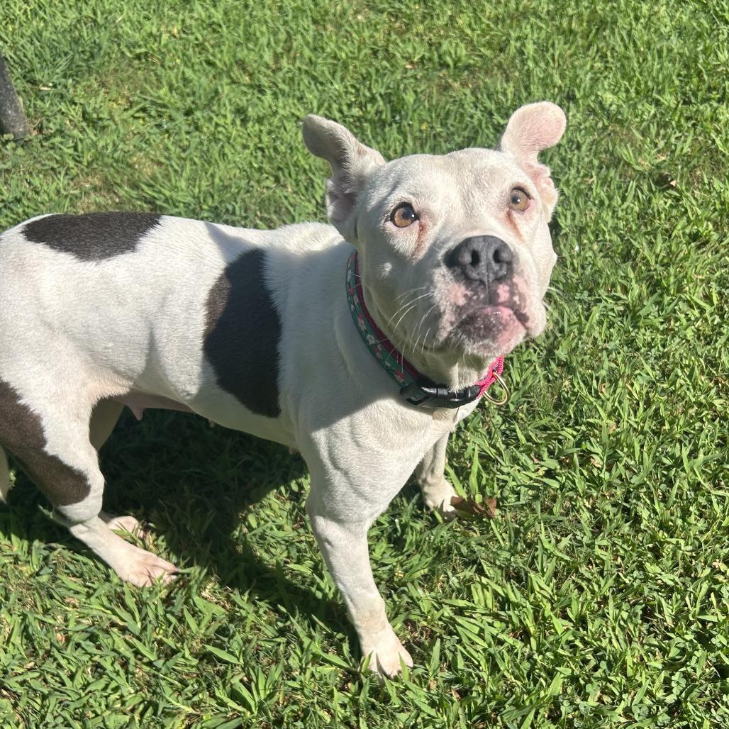 Enlarge Annie, a Adoptable Mixed Breed in Auburn, AL image 3/6