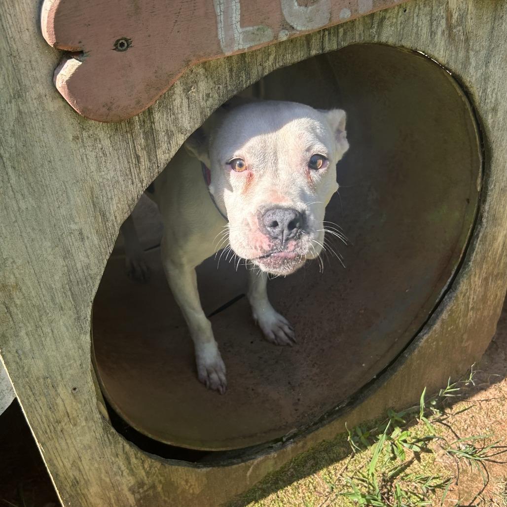 Enlarge Annie, a Adoptable Mixed Breed in Auburn, AL image 4/6