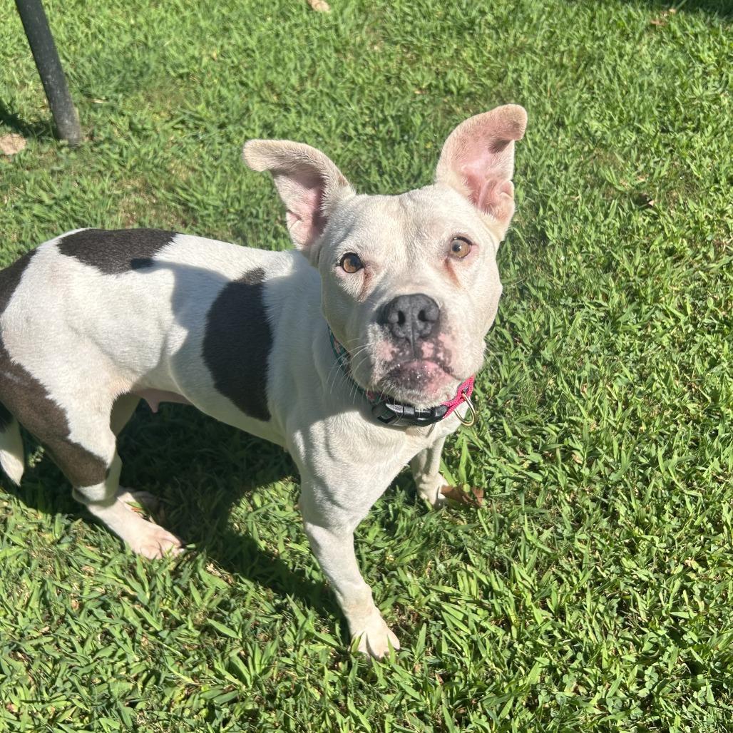 Enlarge Annie, a Adoptable Mixed Breed in Auburn, AL image 5/6