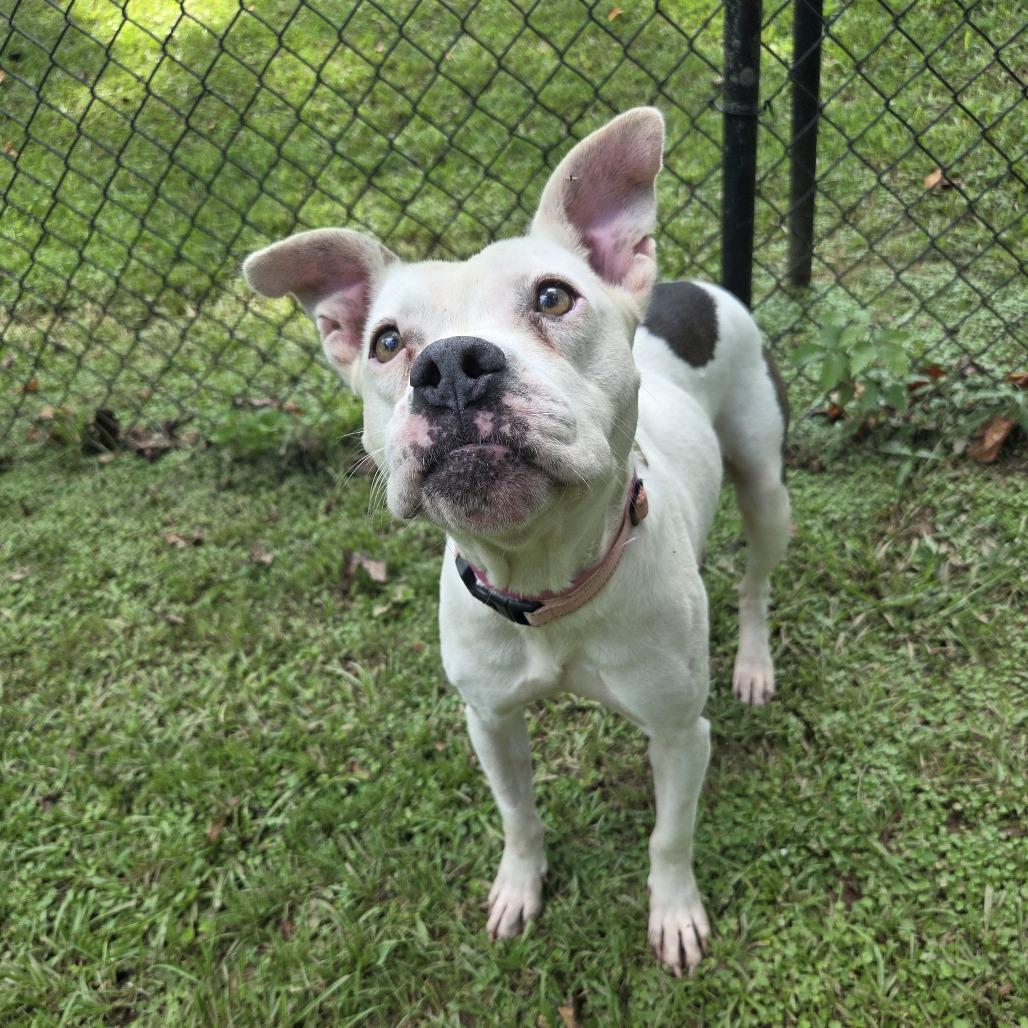 Enlarge Annie, a Adoptable Mixed Breed in Auburn, AL image 6/6