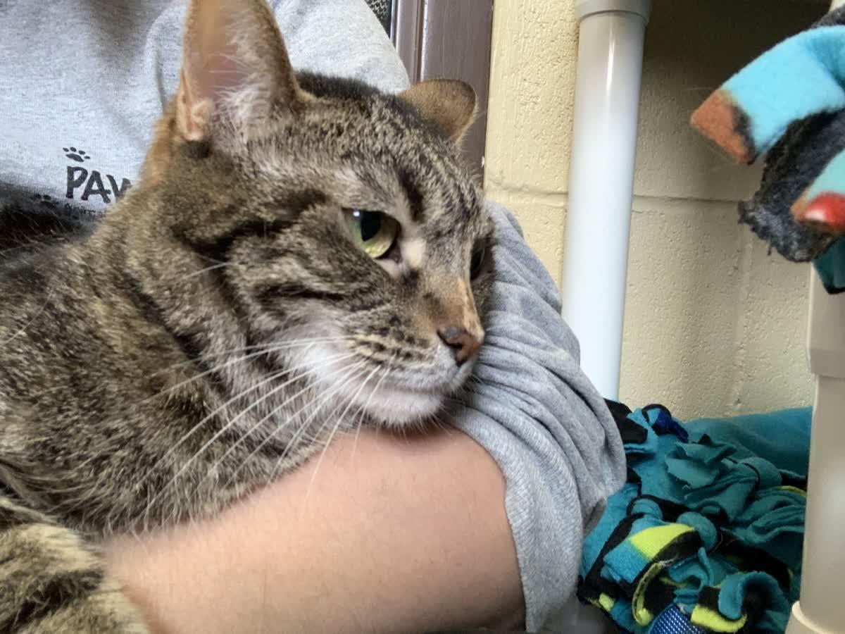 Enlarge Bobbi, a Adoptable Domestic Short Hair in Pueblo, CO image 3/6