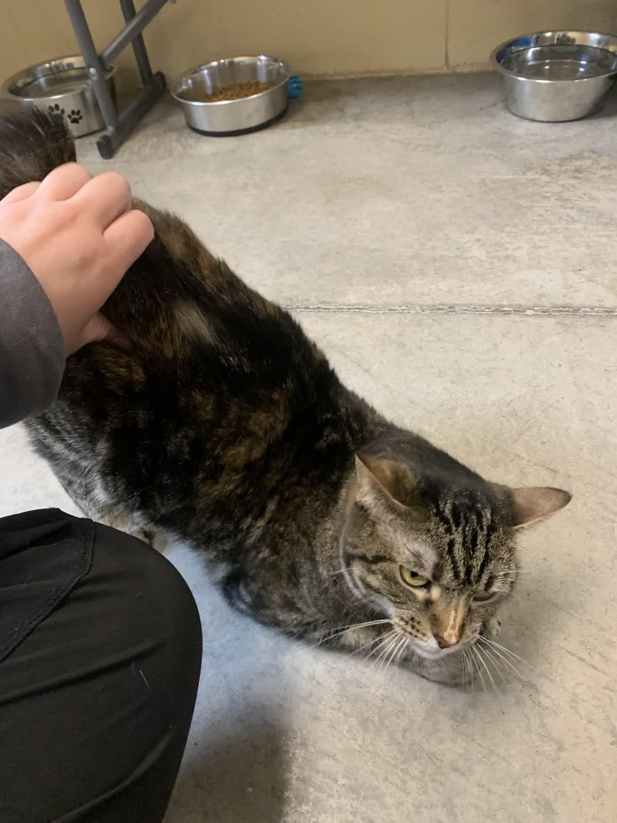 Enlarge Bobbi, a Adoptable Domestic Short Hair in Pueblo, CO image 4/6