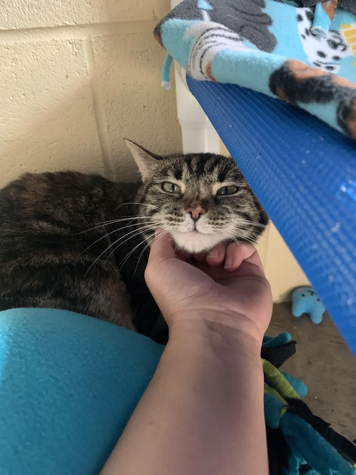 Enlarge Bobbi, a Adoptable Domestic Short Hair in Pueblo, CO image 5/6