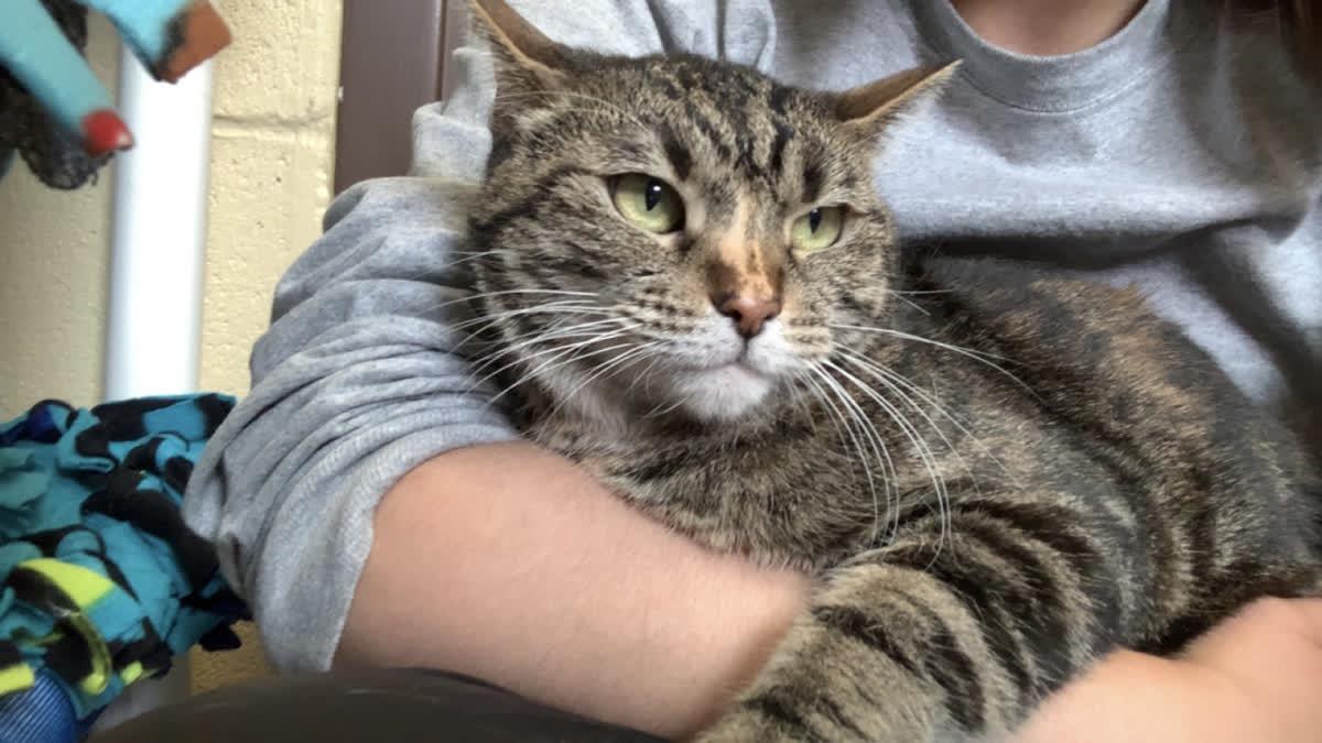 Enlarge Bobbi, a Adoptable Domestic Short Hair in Pueblo, CO image 6/6