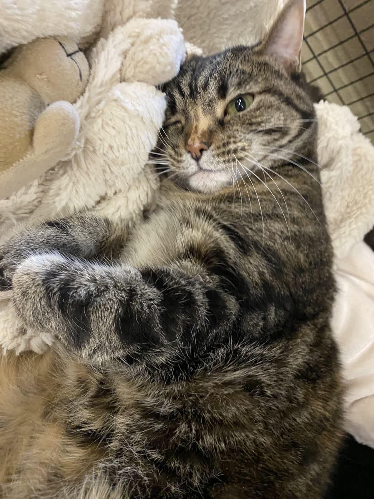 Bobbi, Adoptable, Adult Female Domestic Short Hair.