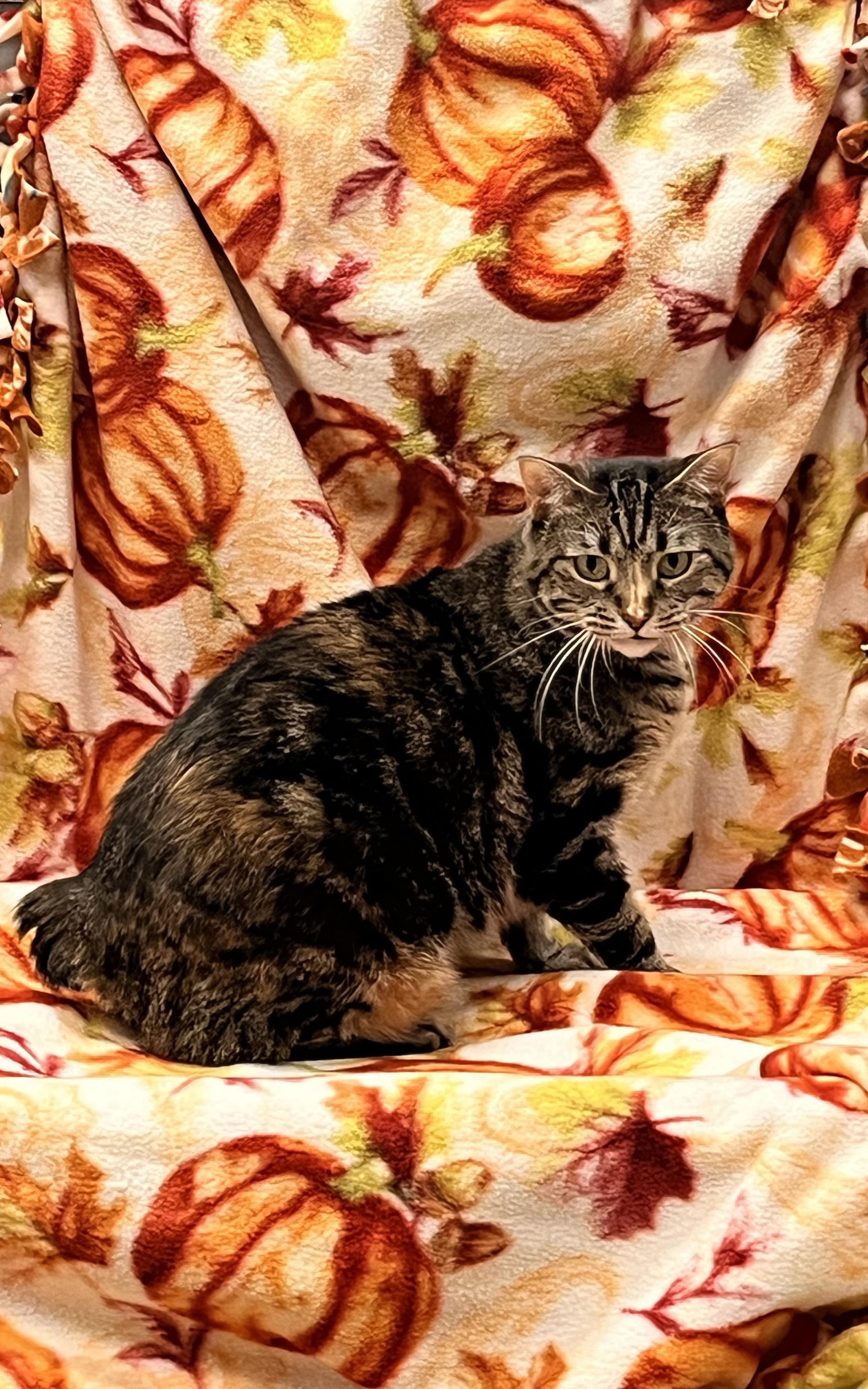 Enlarge Bobbi, a Adoptable Domestic Short Hair in Pueblo, CO image 2/6