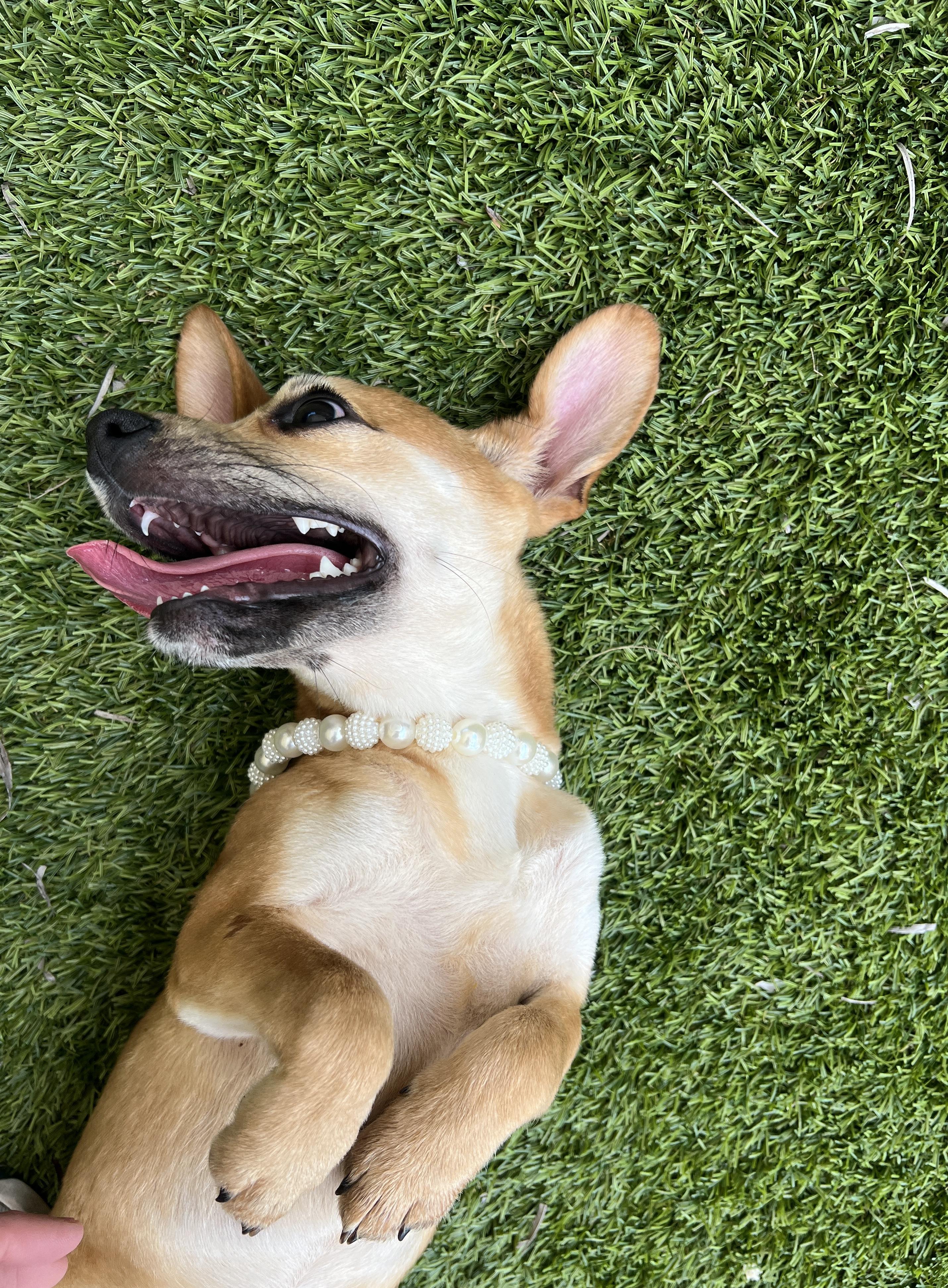 Enlarge Rose, a ADOPTABLE mixed breed in North Miami, FL image 3/6