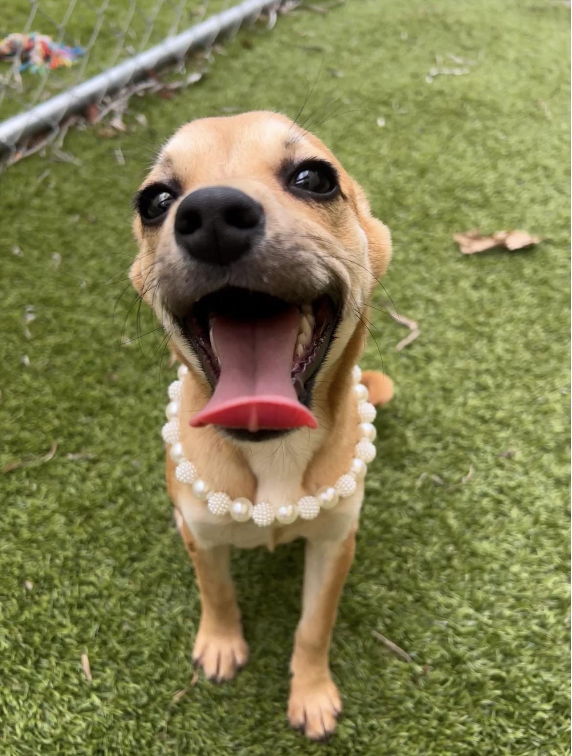 Enlarge Rose, a ADOPTABLE mixed breed in North Miami, FL image 4/6