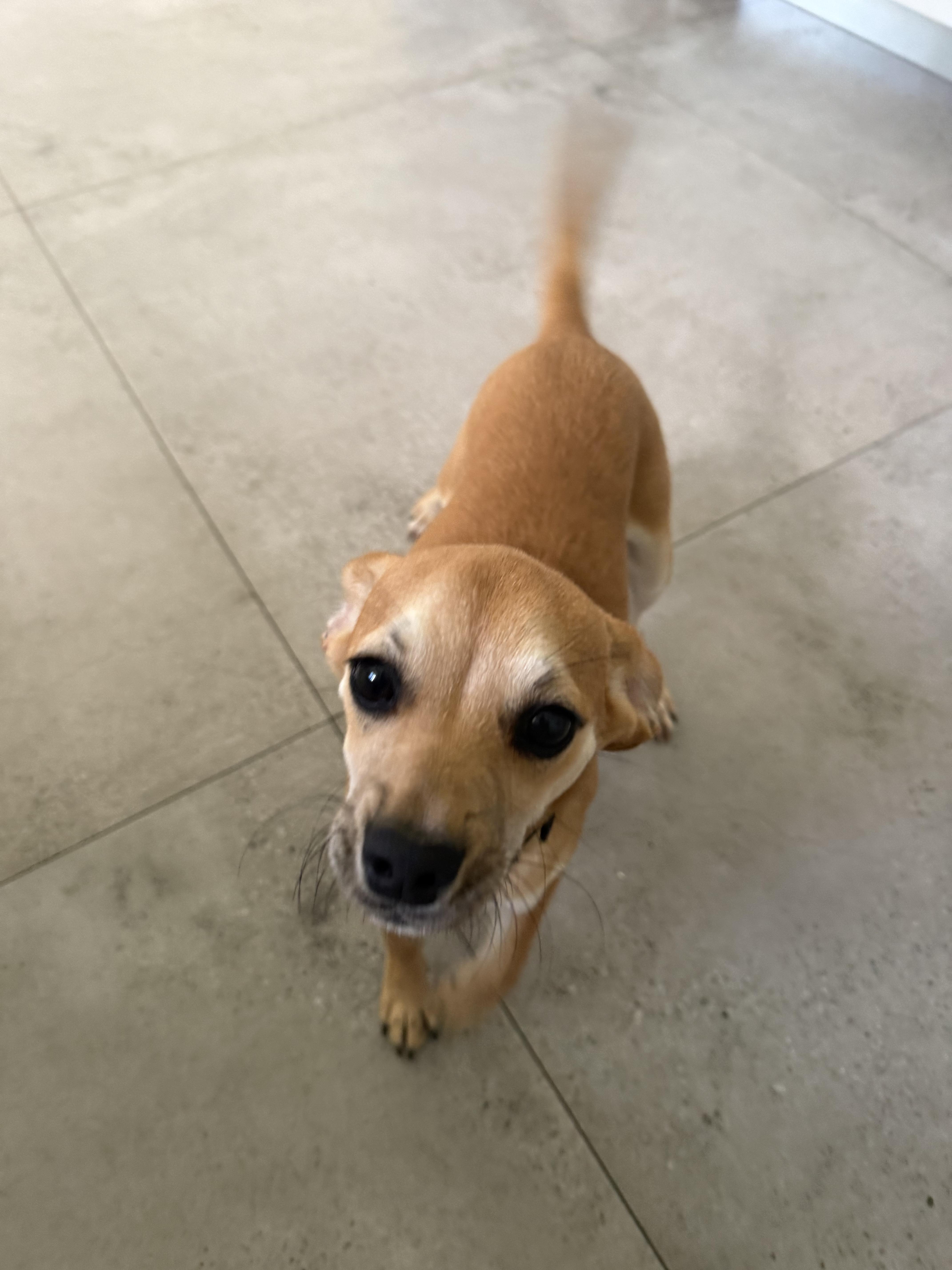 Enlarge Rose, a ADOPTABLE mixed breed in North Miami, FL image 6/6