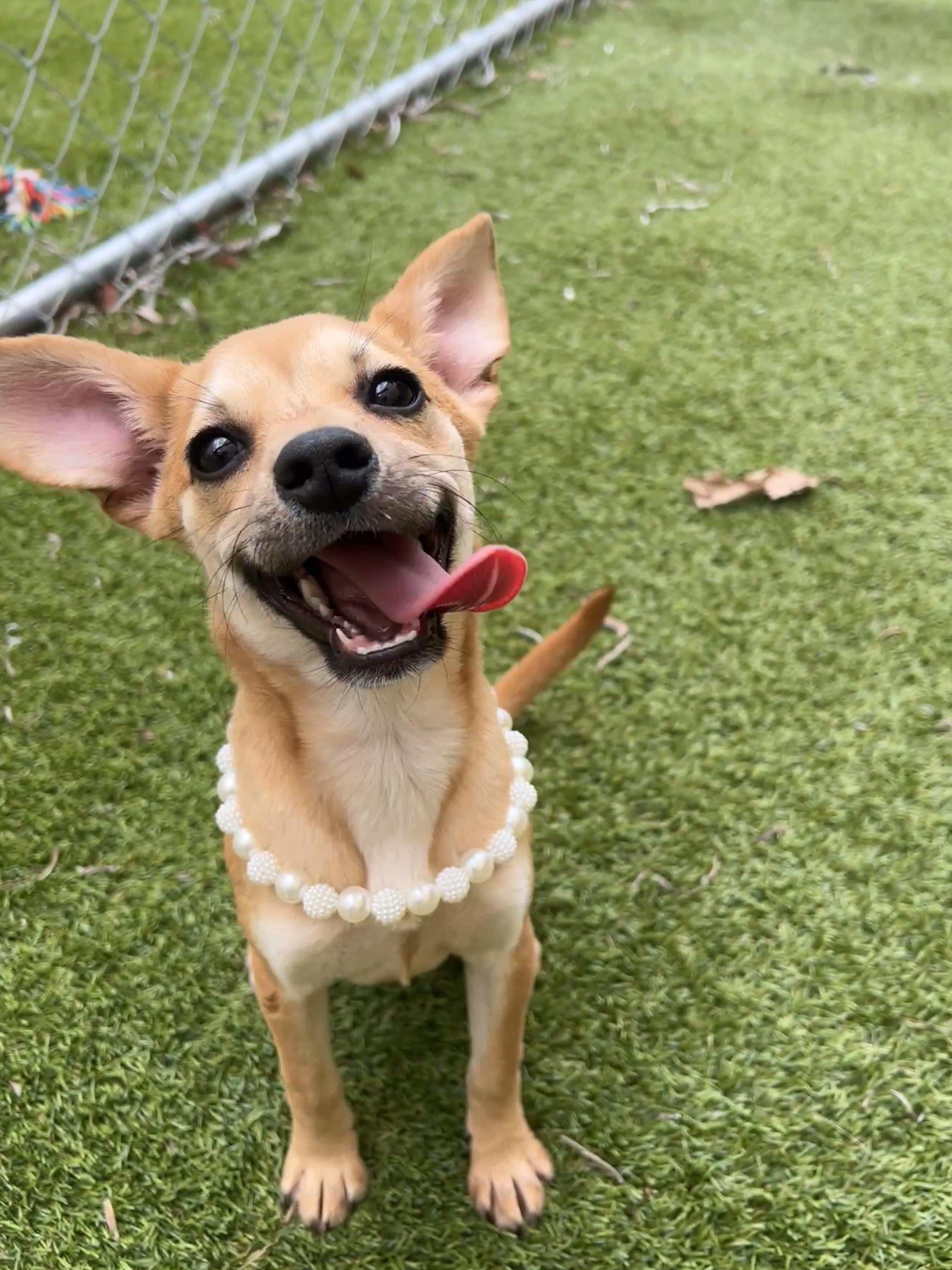 Rose, ADOPTABLE, Puppy Female Chihuahua.