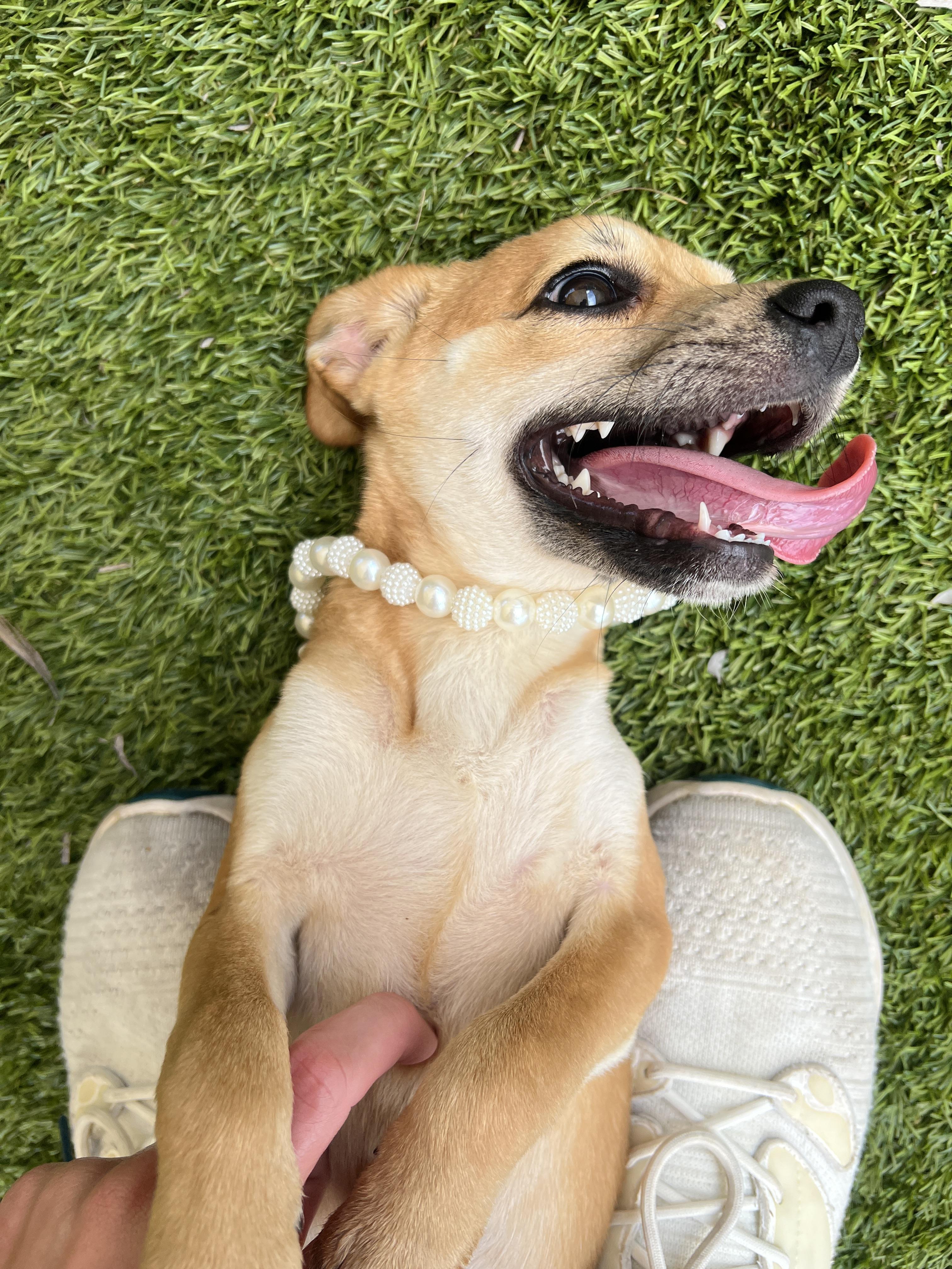 Enlarge Rose, a ADOPTABLE mixed breed in North Miami, FL image 2/6