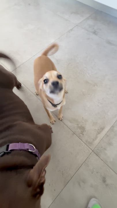 Enlarge Rose, a ADOPTABLE mixed breed in North Miami, FL video 5/6