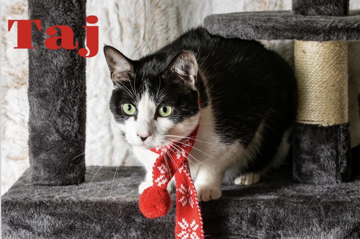 Taj, a ADOPTABLE Tuxedo in Dickinson, TX image 5/5