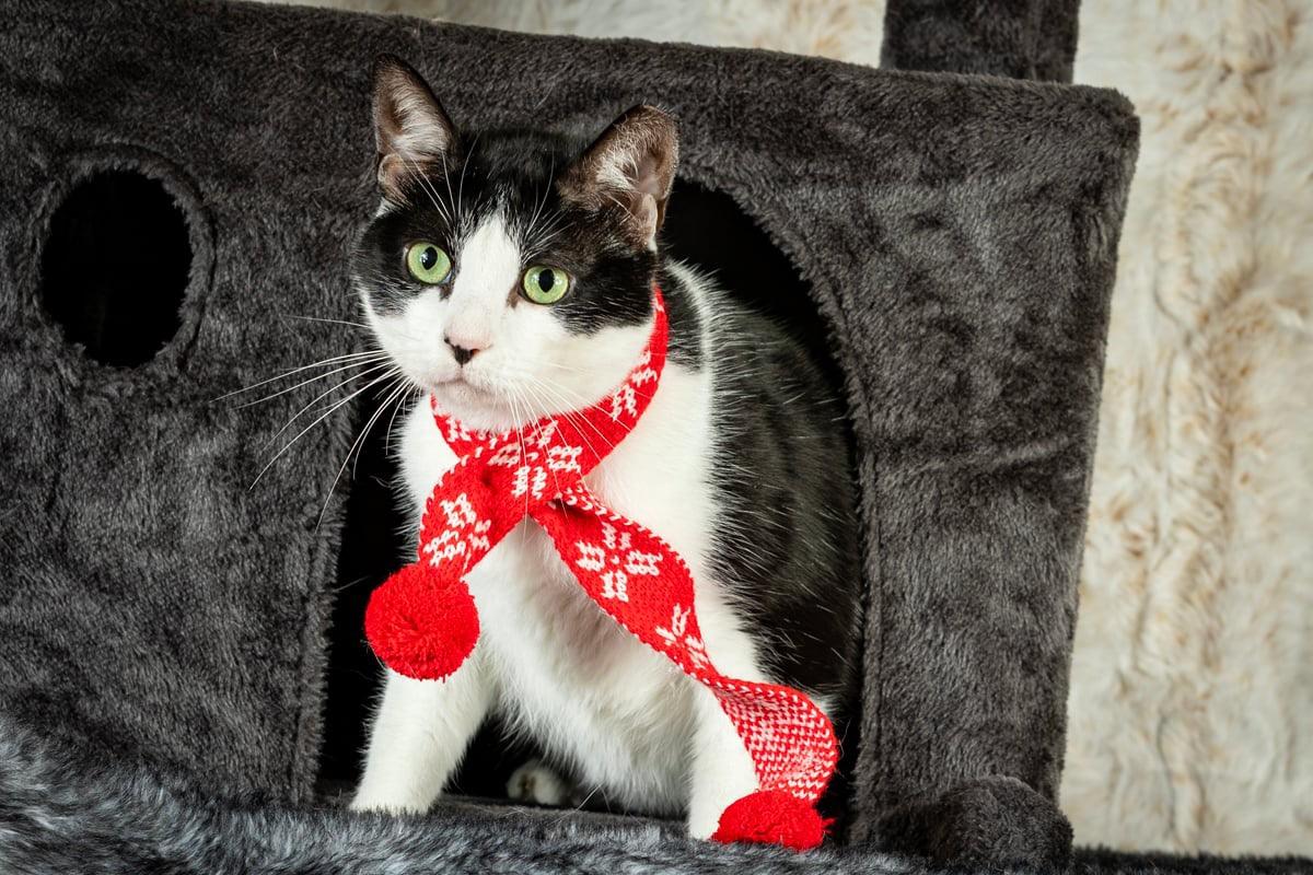 Taj, a ADOPTABLE Tuxedo in Dickinson, TX image 2/5