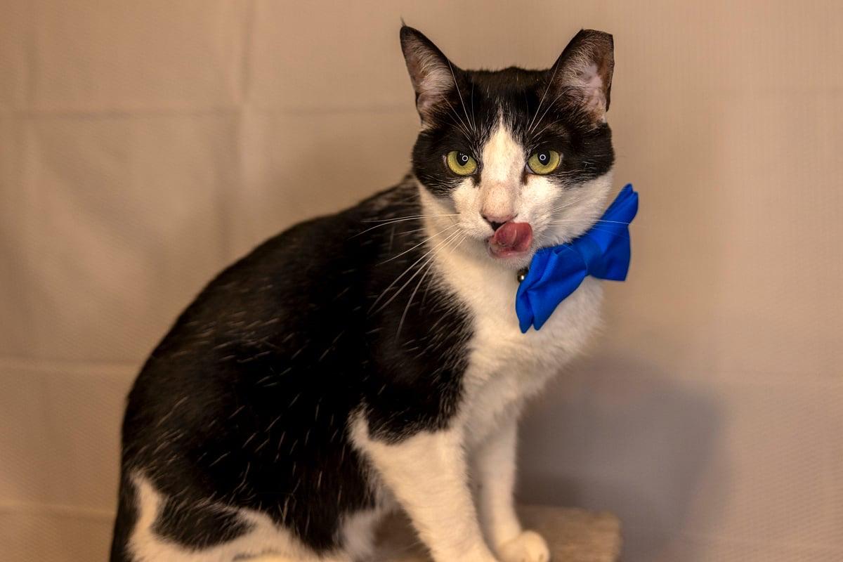 Taj, a ADOPTABLE Tuxedo in Dickinson, TX image 3/5