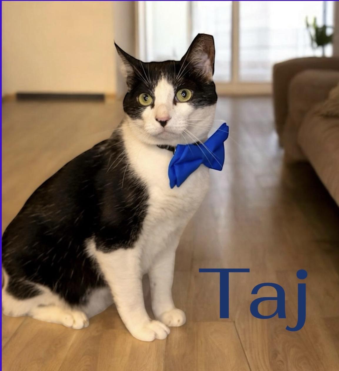 Taj, ADOPTABLE, Adult Male Tuxedo.