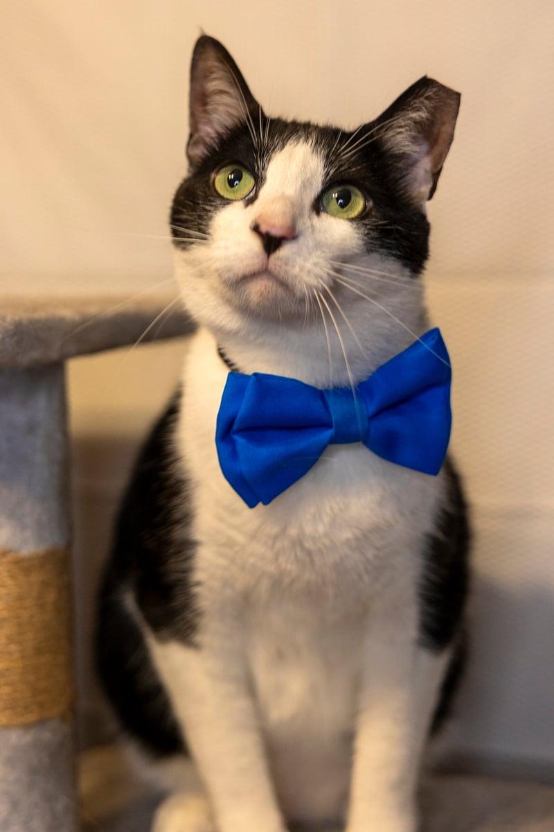 Taj, a ADOPTABLE Tuxedo in Dickinson, TX image 4/5