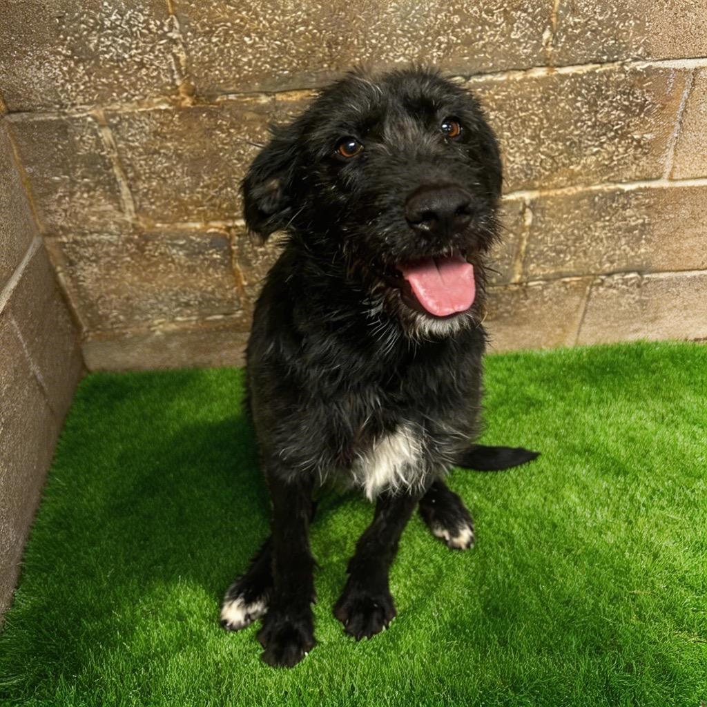 Enlarge Jaz, a Adoptable mixed breed in Midland, TX image 1/1