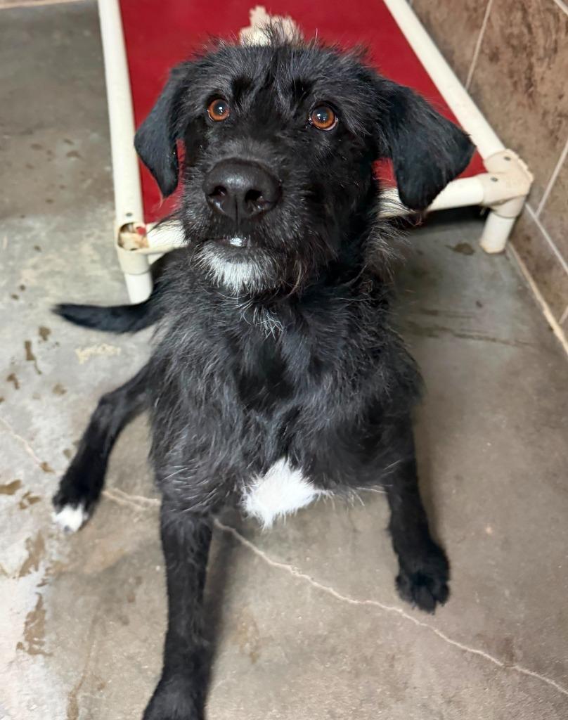 Enlarge Jaz, a Adoptable mixed breed in Midland, TX image 2/3