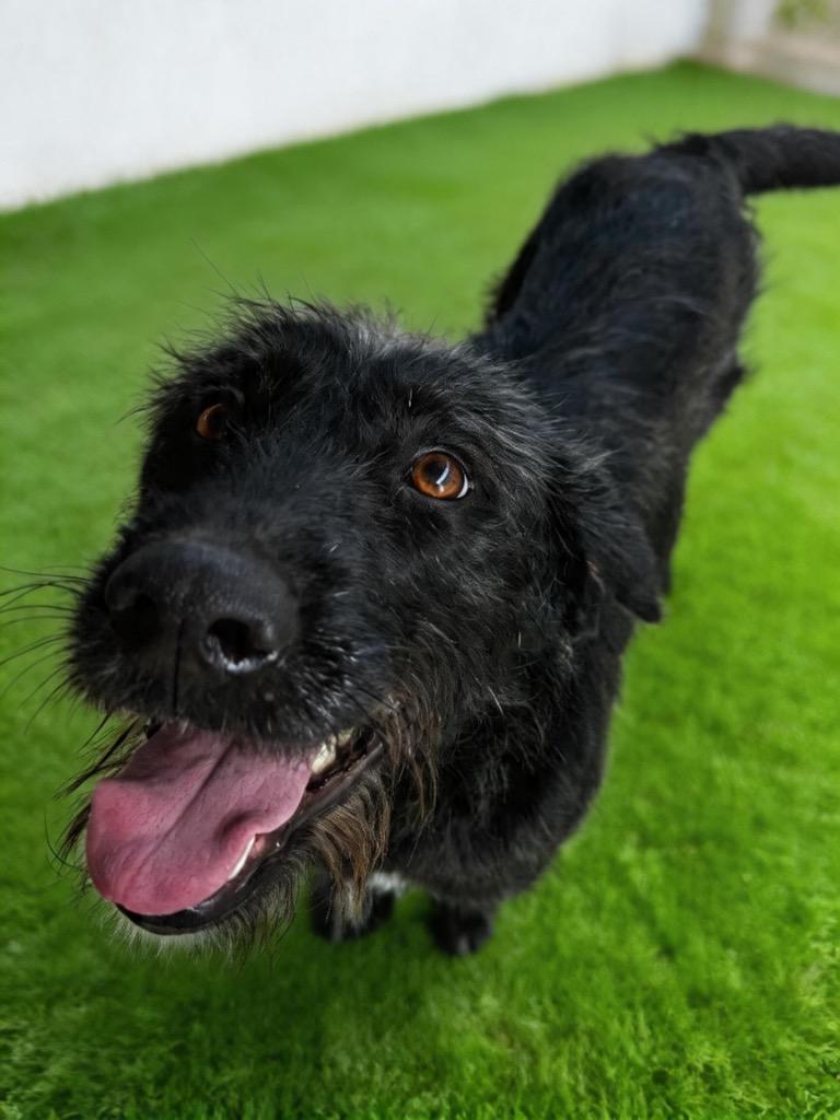 Enlarge Jaz, a Adoptable mixed breed in Midland, TX image 2/2
