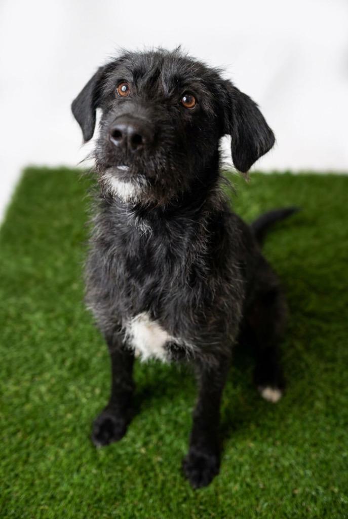 Enlarge Jaz, a Adoptable mixed breed in Midland, TX image 3/3