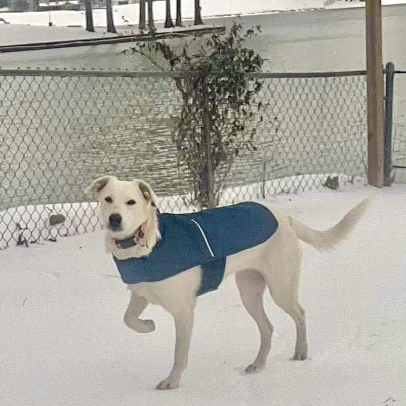 Nettie — thumbnail 4