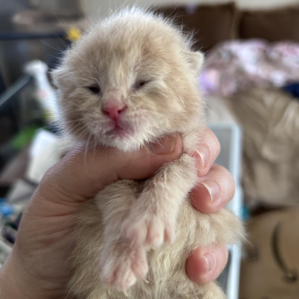 Styles, Adoptable, Kitten Male Domestic Short Hair.