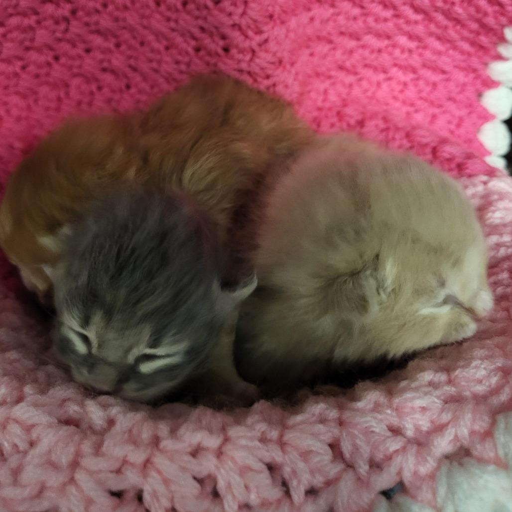 Enlarge Styles, a Adoptable Domestic Short Hair in Greensboro, NC image 2/3