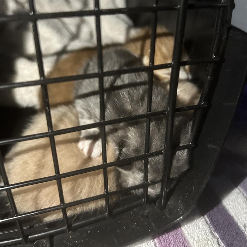 Enlarge Styles, a Adoptable Domestic Short Hair in Greensboro, NC image 3/3