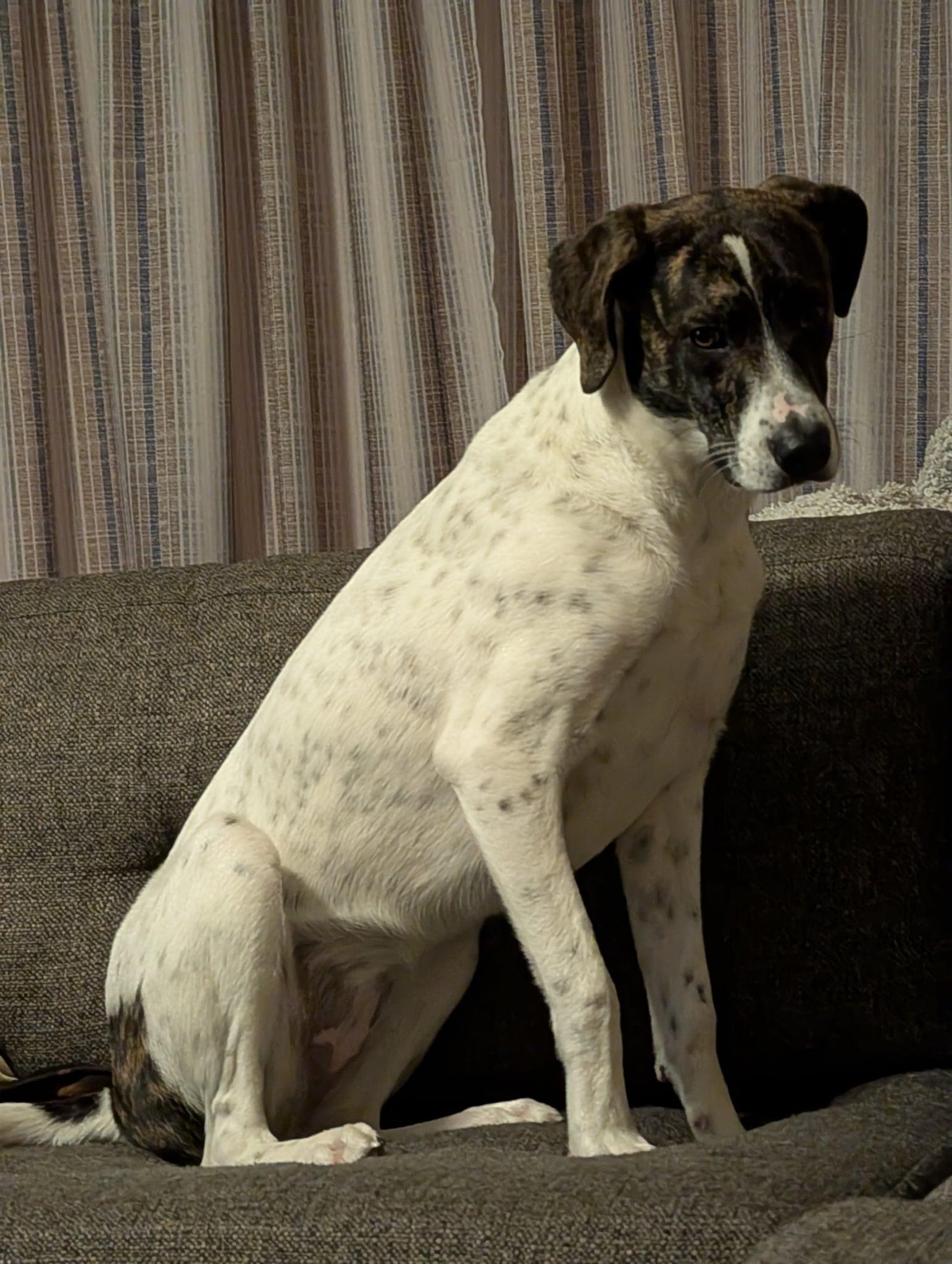 Rizzo, an adopted mixed breed in Benbrook, TX image 1/4