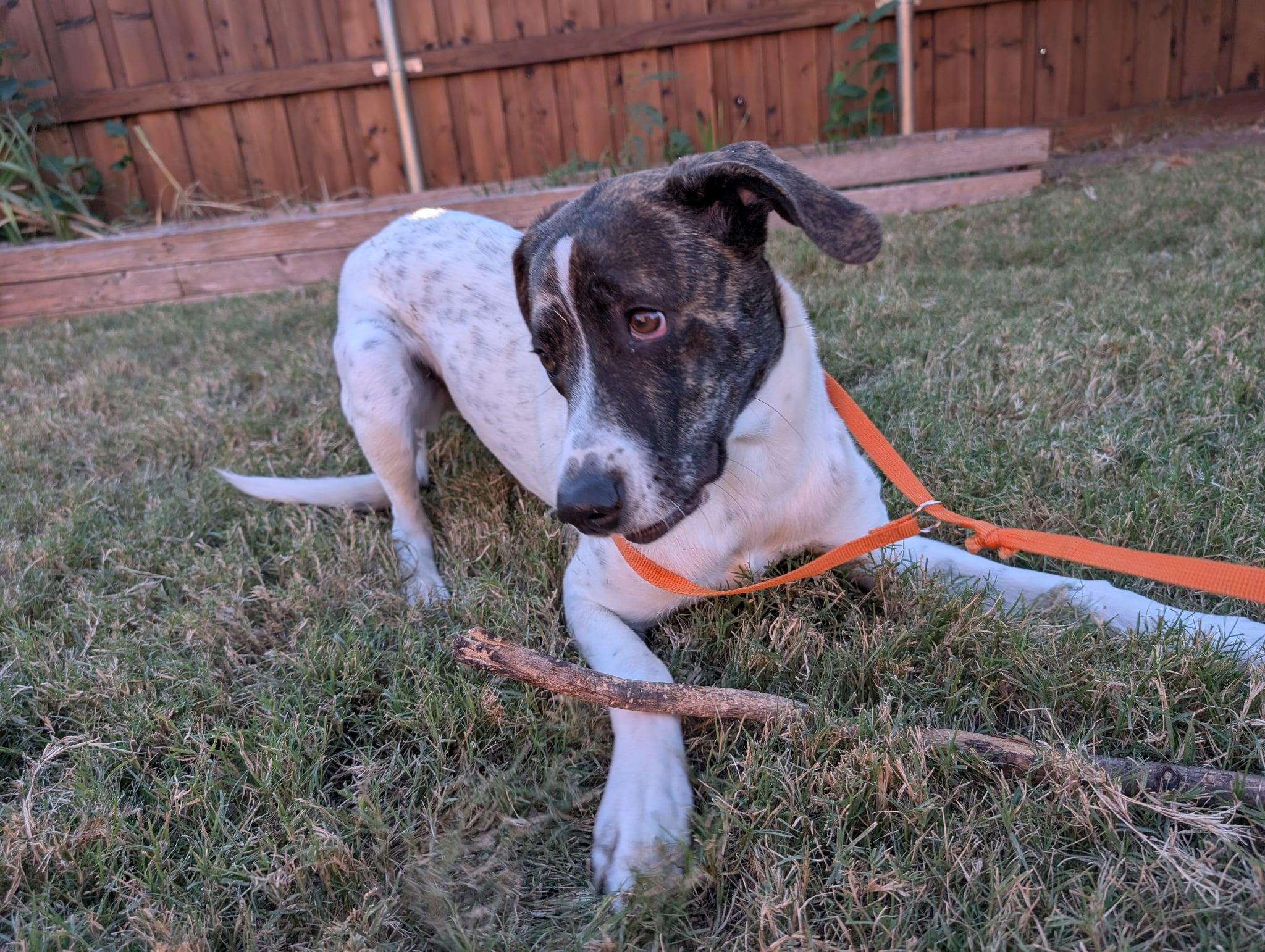 Rizzo, an adopted mixed breed in Benbrook, TX image 2/4