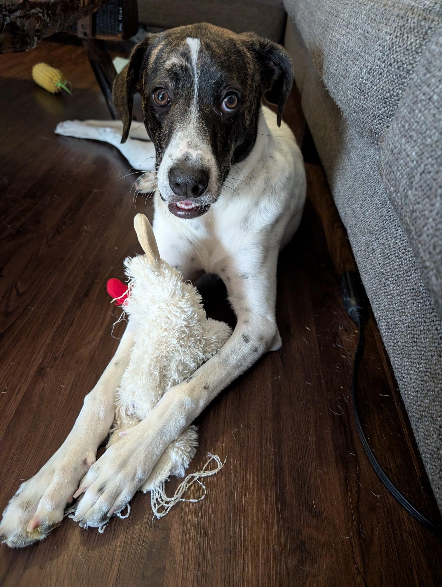 Rizzo, an adopted mixed breed in Benbrook, TX image 3/4