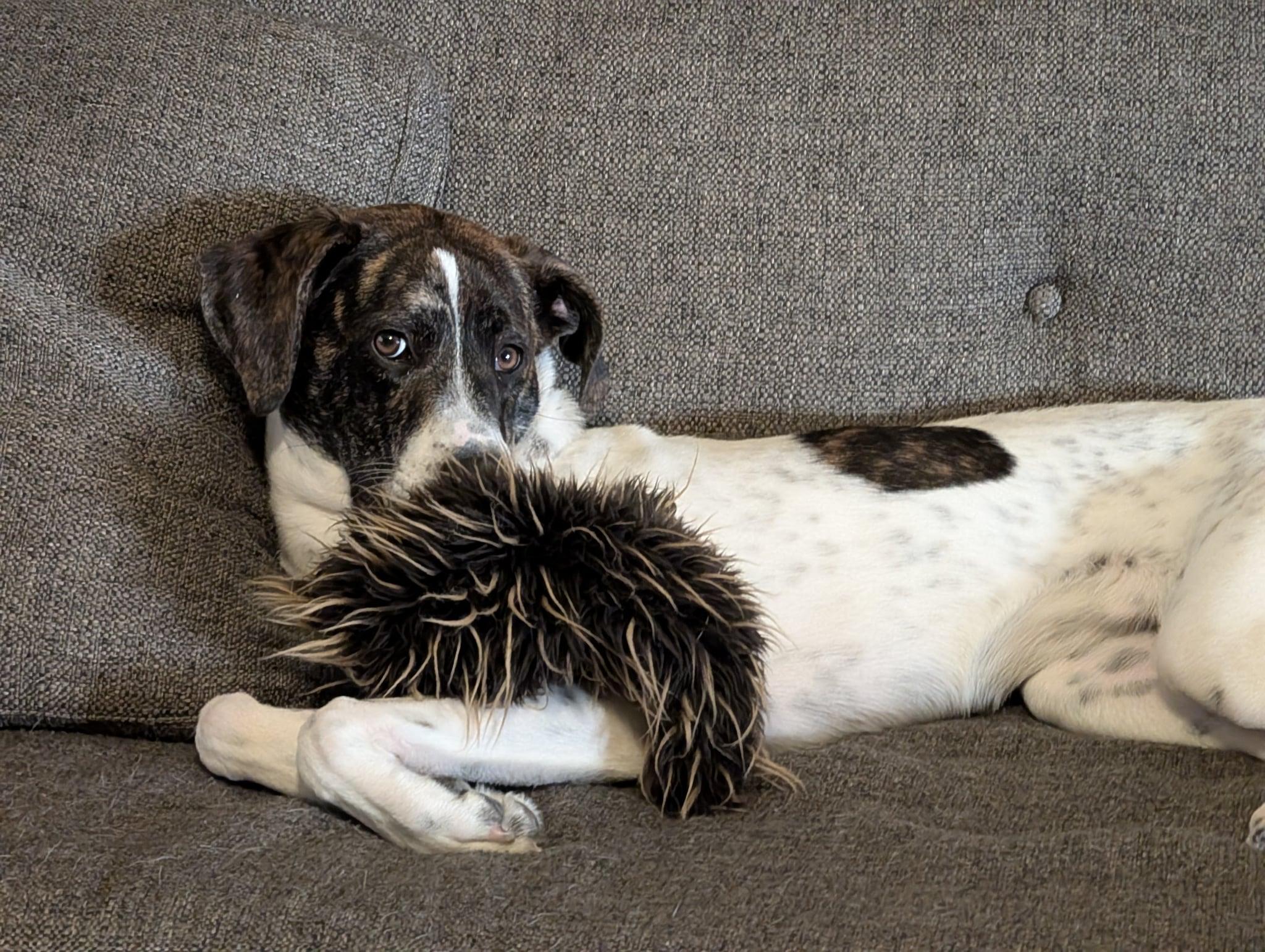 Rizzo, an adopted mixed breed in Benbrook, TX image 4/4