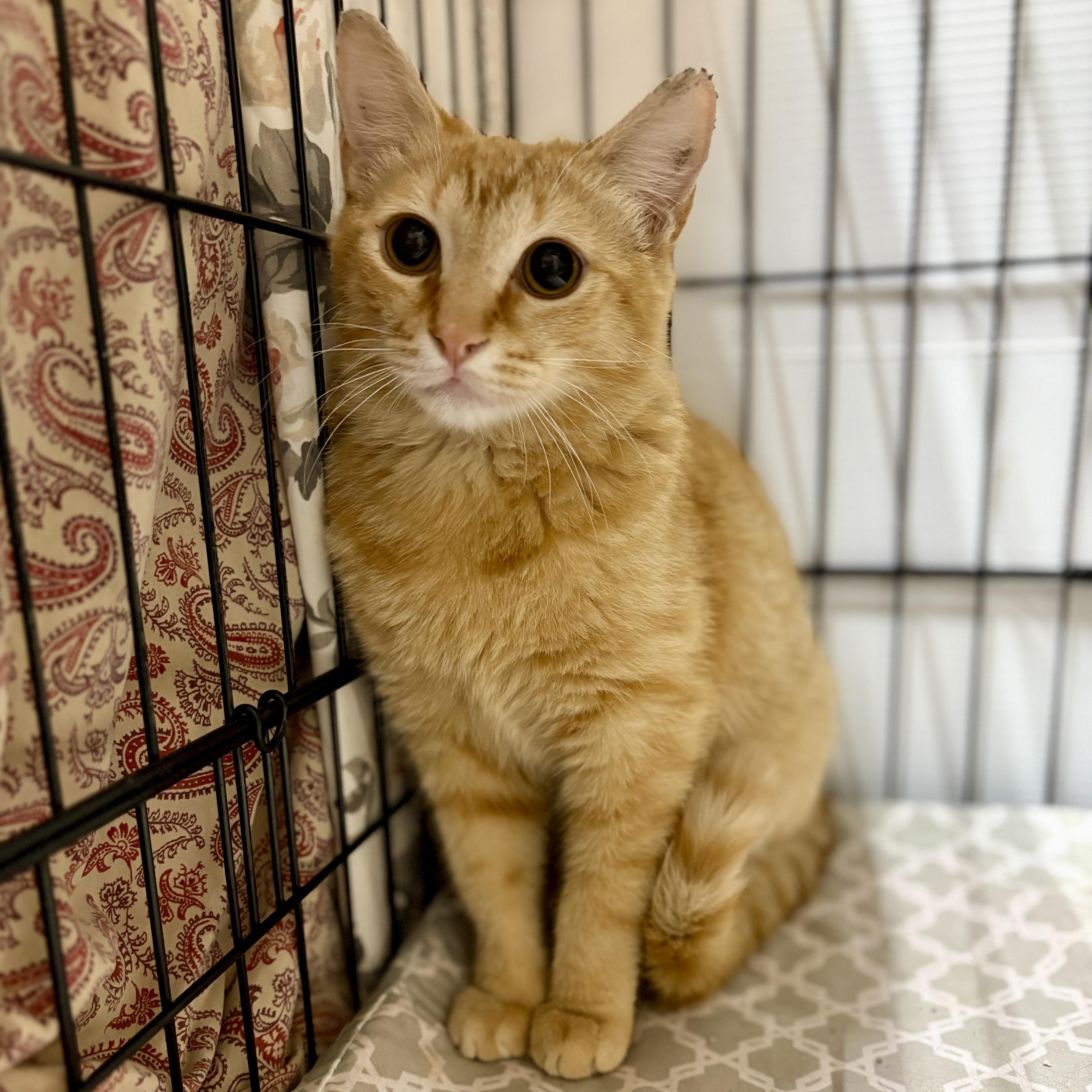 Enlarge Wyatt, an adopted Domestic Short Hair in Centerville, GA image 1/2