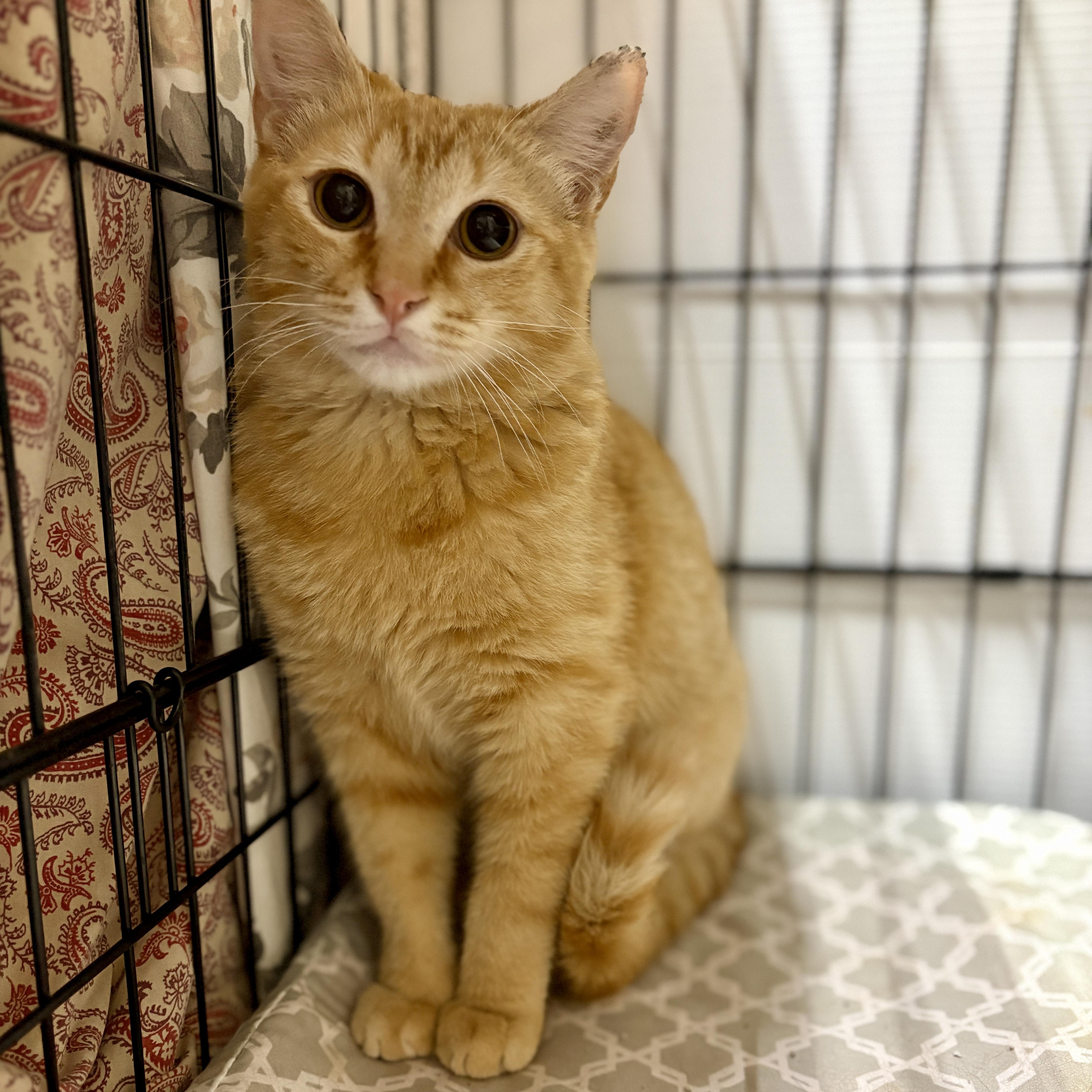 Enlarge Wyatt, an adopted Domestic Short Hair in Centerville, GA image 2/2