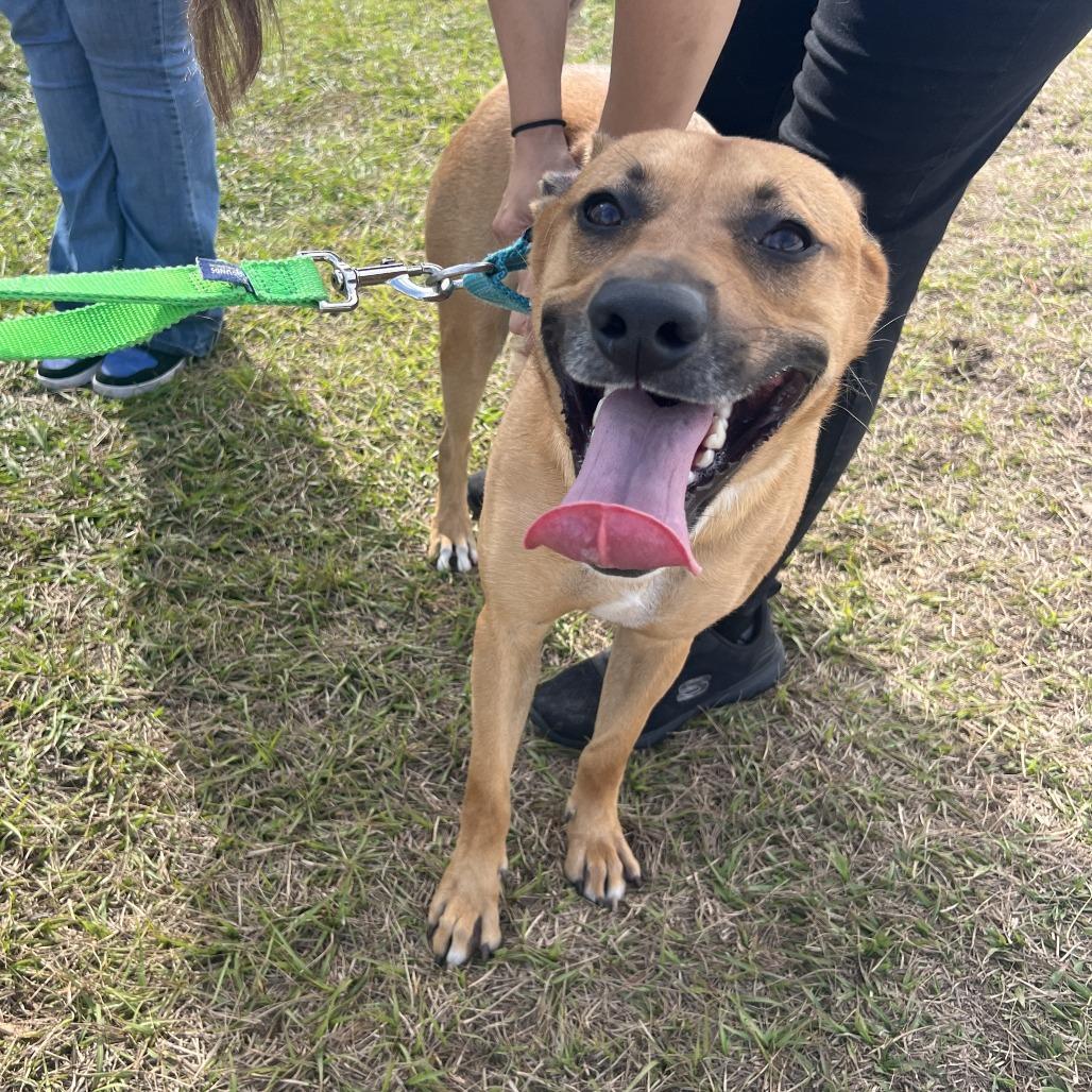 Julian, Adoptable, Adult Male Mixed Breed.