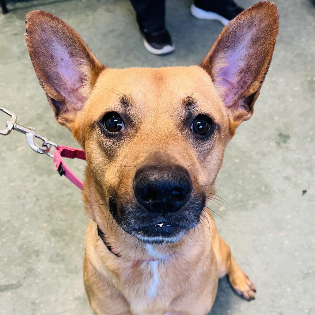 Julian, Adoptable, Adult Male Mixed Breed.