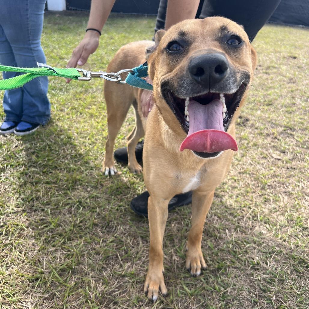 Enlarge Julian, a Adoptable Mixed Breed in Clearwater, FL image 2/6