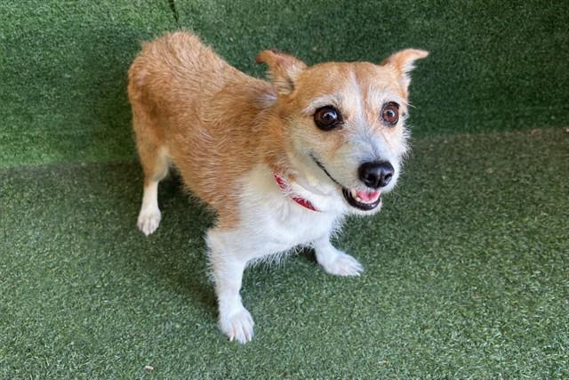 MADISON, Adoptable, Adult Female Parson Russell Terrier & Cardigan Welsh Corgi.